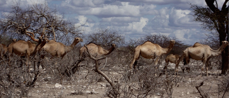 Camels in Northern Kenya